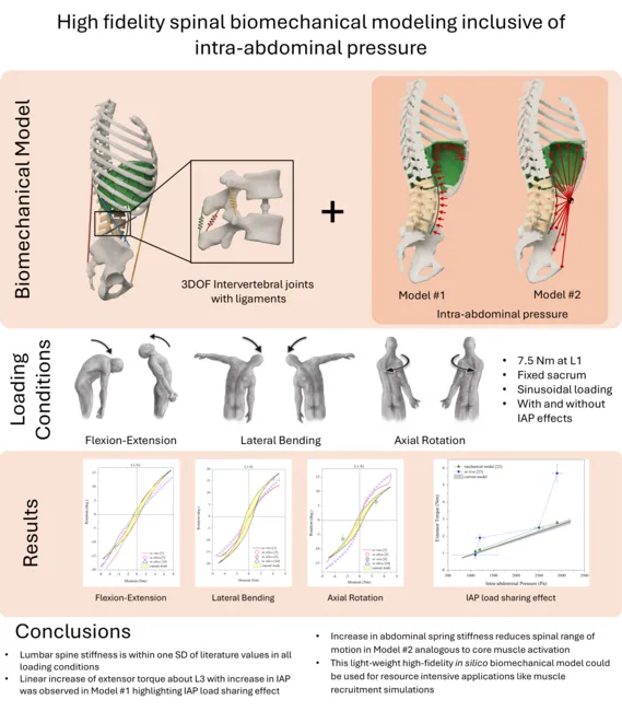 Research figure: Fast-Solving Rigid Body Spine Model with Intra-Abdominal Pressure