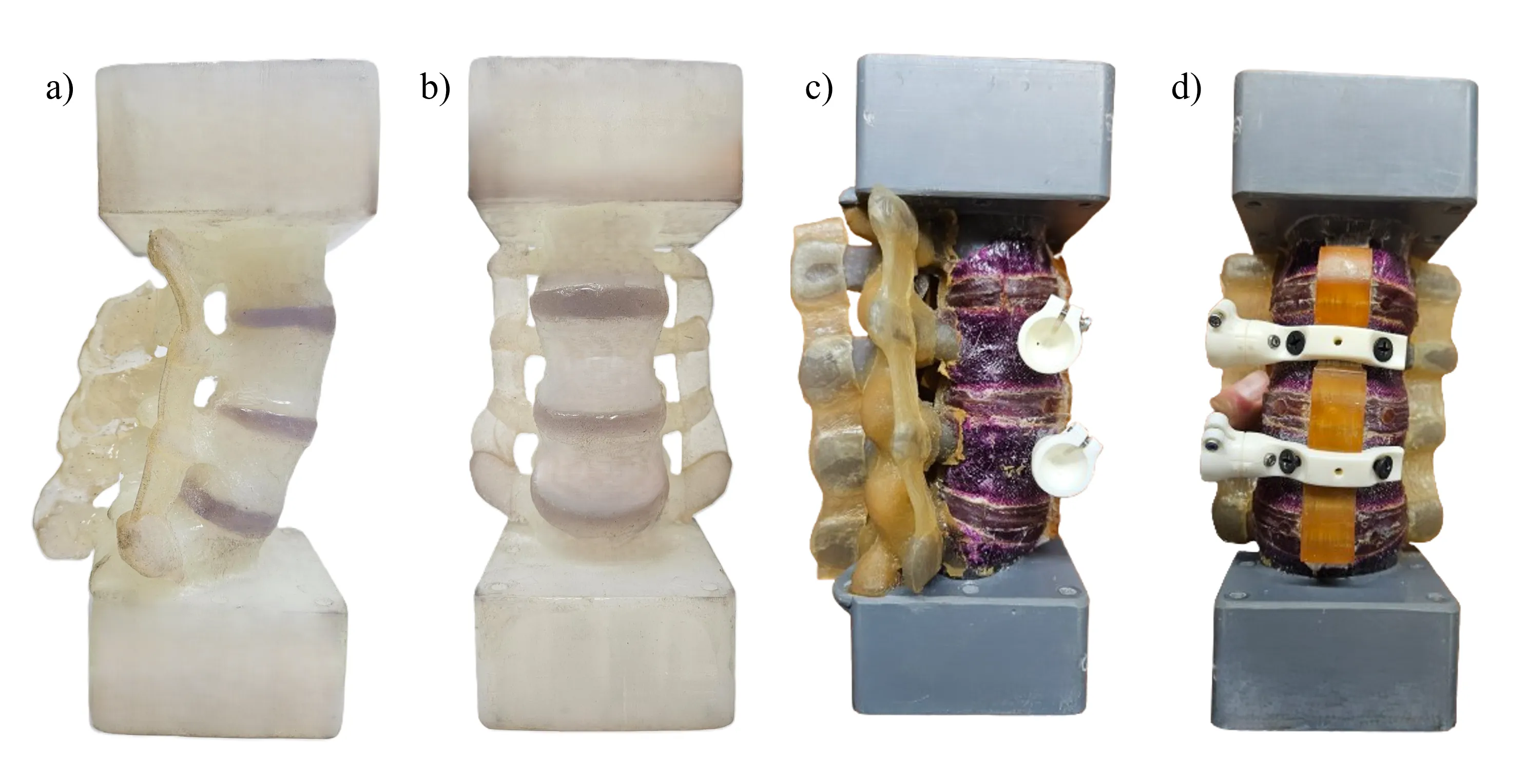 Research figure: 3D-Printed Analogue Spine Models