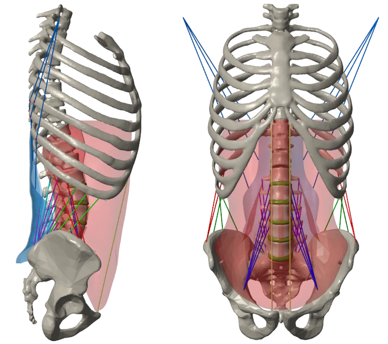 Rigid-flexible body dynamics model of the spine and torso — sagittal and frontal views with ribcage, pelvis, abdominal volume, and muscle lines