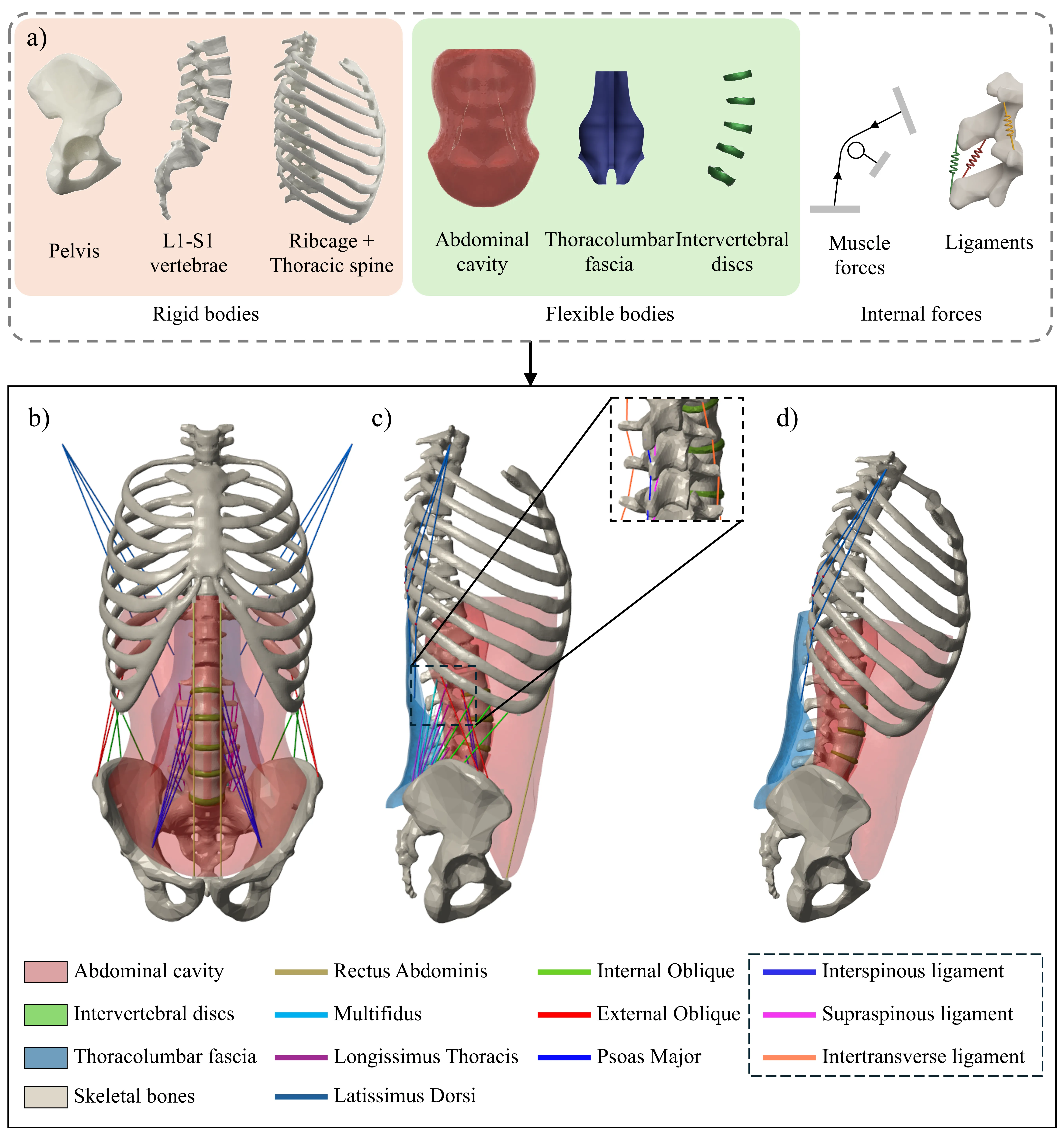Research figure: Rigid-Flexible Body Musculoskeletal Model of the Spine and Torso