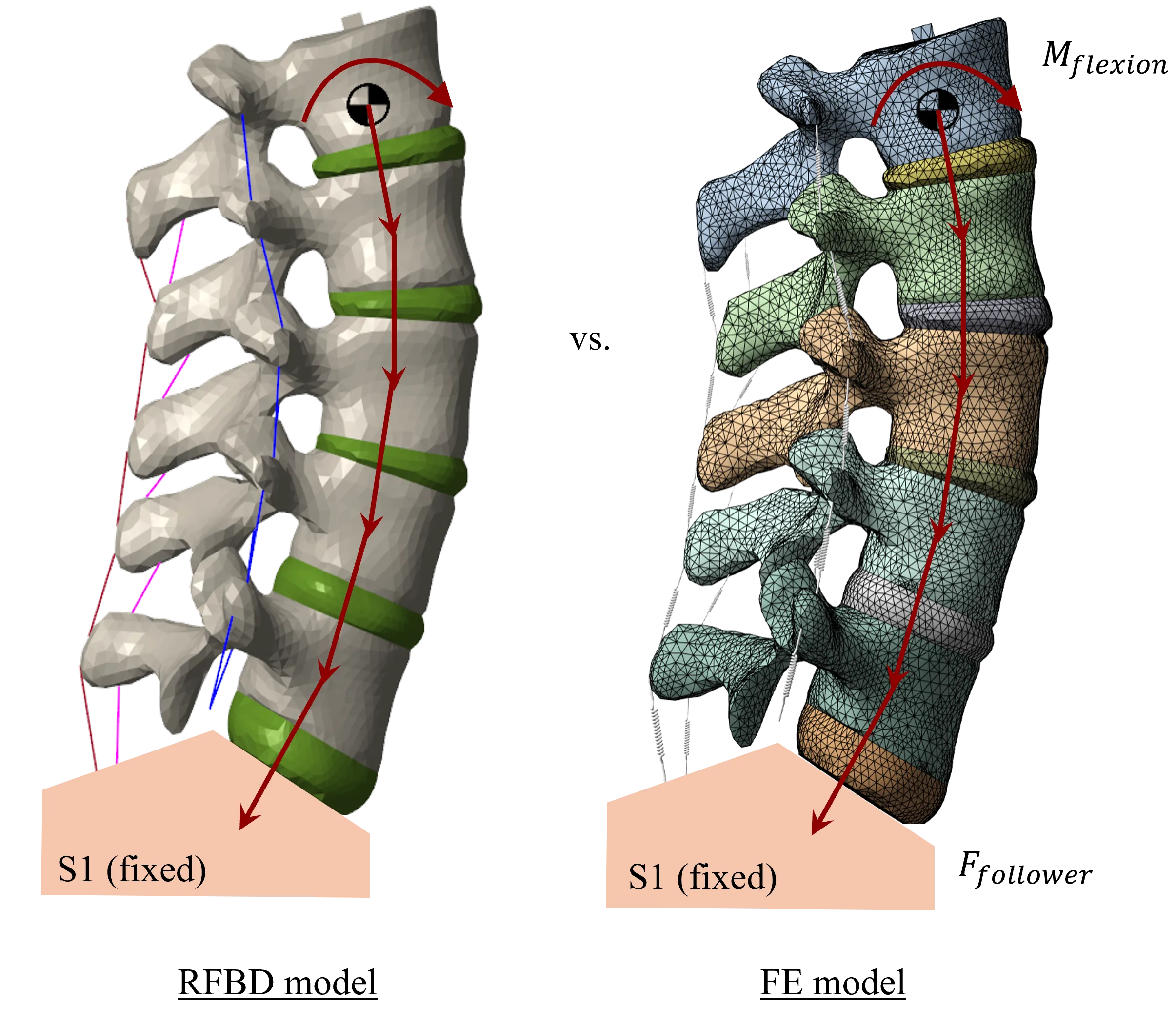 Research figure from: Rigid-Flexible Body Musculoskeletal Model of the Spine and Torso